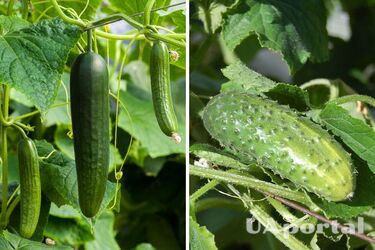 Подкармливайте огурцы дрожжами, чтобы получить щедрый урожай: секреты дачников