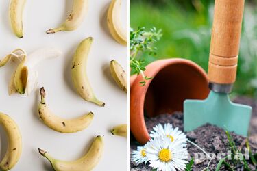 They will agree in the garden: why you should not throw away banana skins