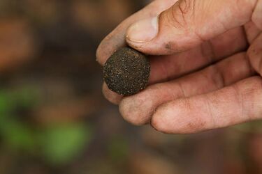 In Poland, ancient gold coins were found during excavations in a mass grave (photo)