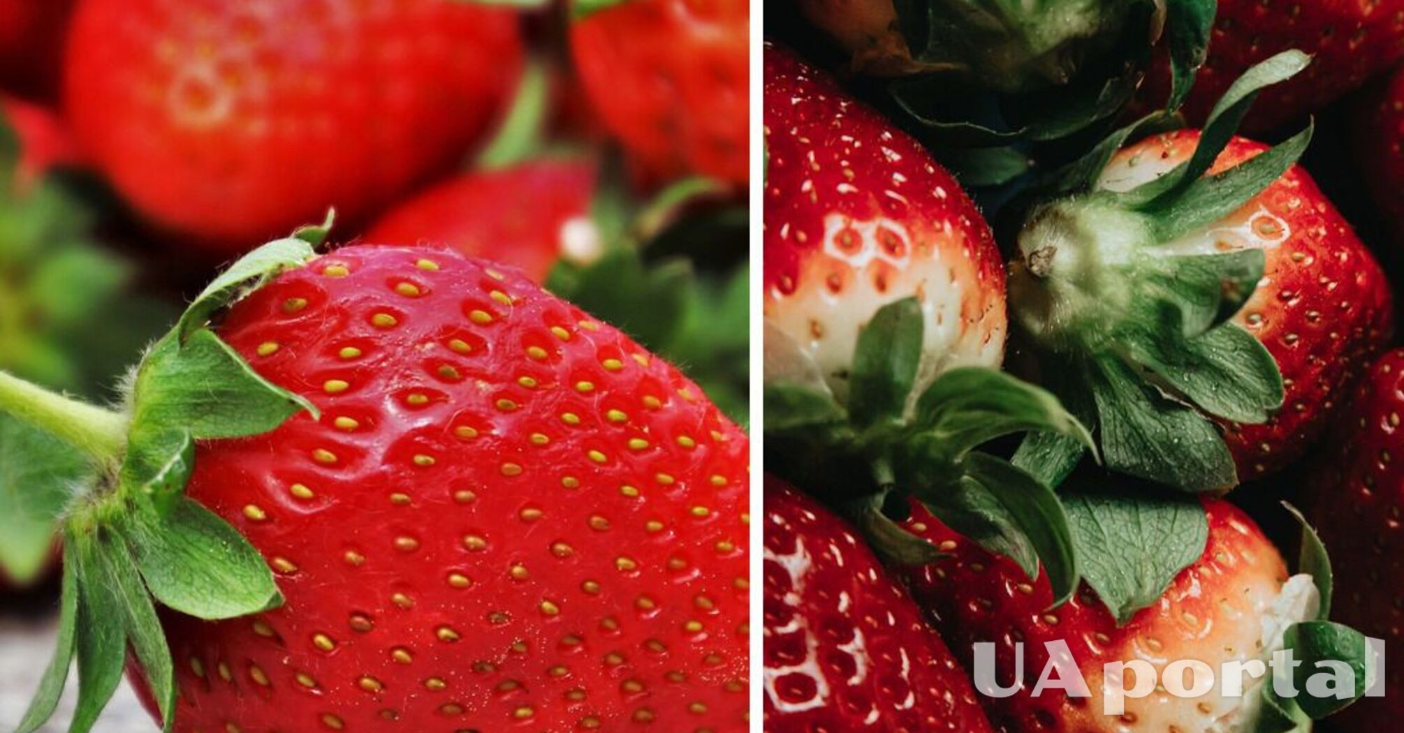Чим підживити полуницю, щоб отримати великі та солодкі ягоди: секрети дачників