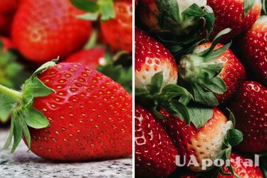 Чим підживити полуницю, щоб отримати великі та солодкі ягоди: секрети дачників