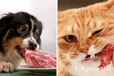 Is it possible to give meat to dogs and cats: a veterinarian's answer