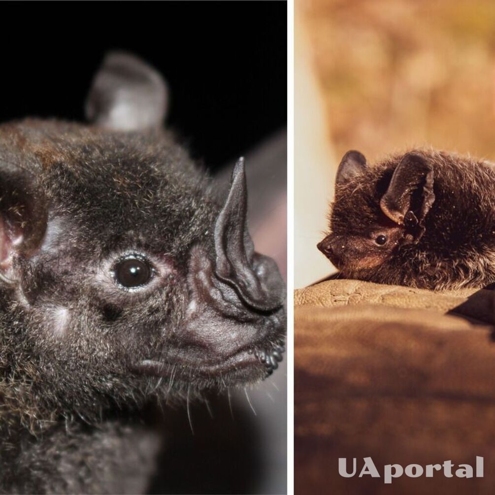 В Броварах летучая мышь напала на прохожего и покусала: подробности инцидента
