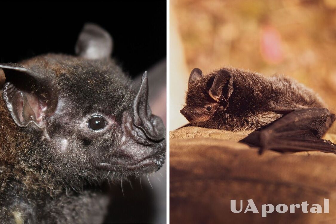 In Brovary, a bat attacked and bit a passer-by: details of the incident