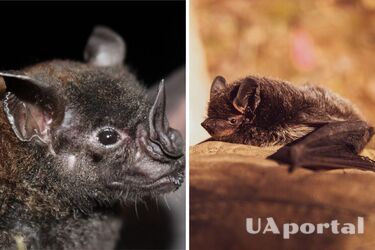 У Броварах кажан напав на перехожого і покусав: подробиці інциденту