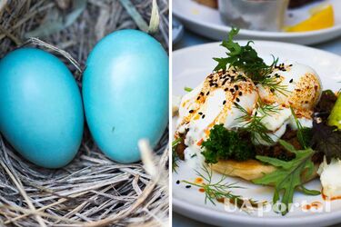 Что приготовить из оставшихся после Пасхи яиц: три лучших рецепта салатов