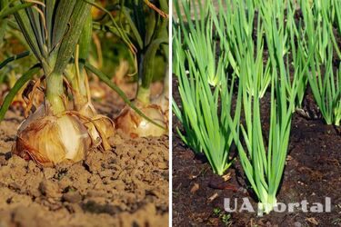 Half a teaspoon is enough: How to fertilize onions to get a rich harvest