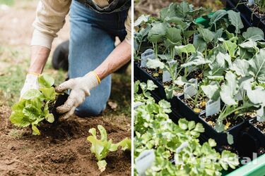What vegetables, greens and berries must be planted in May for a bountiful harvest