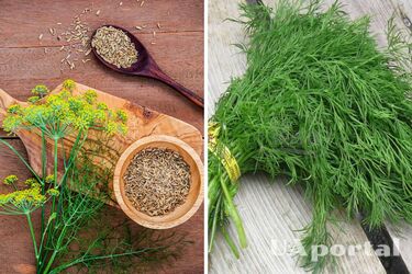 How to prepare dill seeds for planting to get a big harvest: tips for gardeners