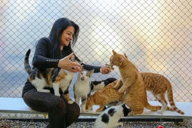 Можете навредить: почему бездомных кошек не стоит кормить сухим кормом