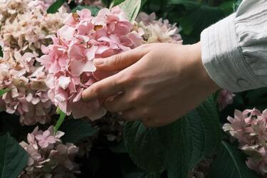 How to make hydrangea change color: folk methods