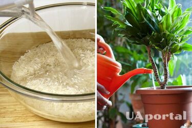 Do not pour out the water after washing the grains: How to fertilize indoor plants