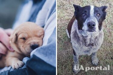 How to find out how old your dog is by human standards