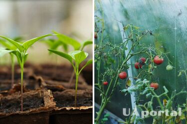 How to prepare a greenhouse for planting seedlings: the secrets of summer residents