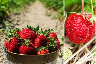 How to feed strawberries at the end of April to get a rich harvest