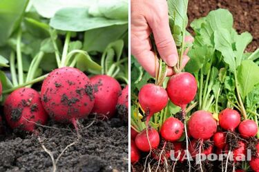Чим посипати редис, щоб захистити її від шкідників