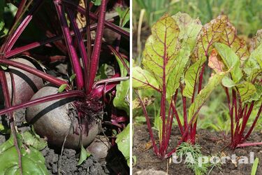 How to grow sweet beets: a simple tip