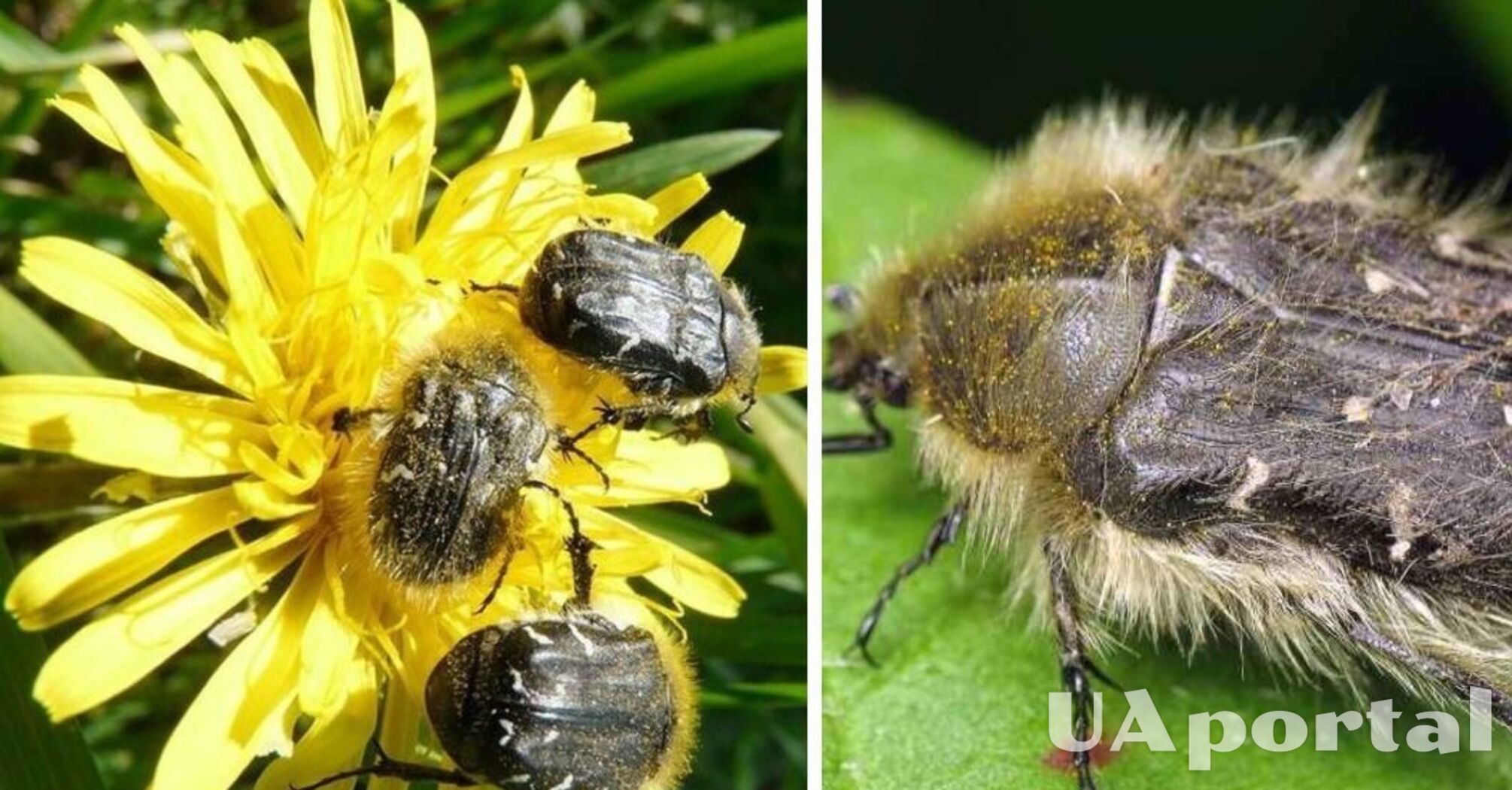 Если вовремя не уничтожить, вредитель поест урожаи: лучшие методы борьбы с мохнатой олёнкой