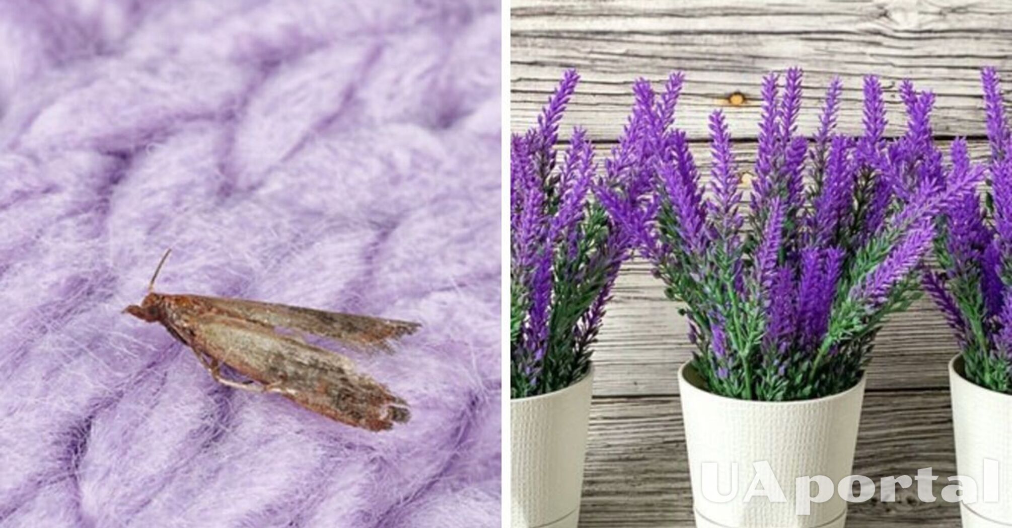 How to get rid of moths: three natural remedies that effectively repel insects