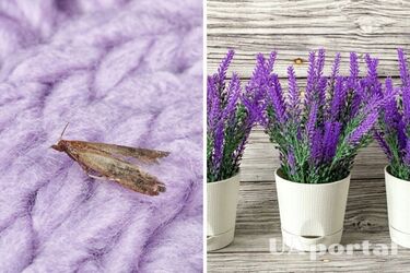 Как избавиться от моли