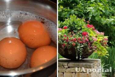 Do not pour out the water after boiling eggs: three ways to use