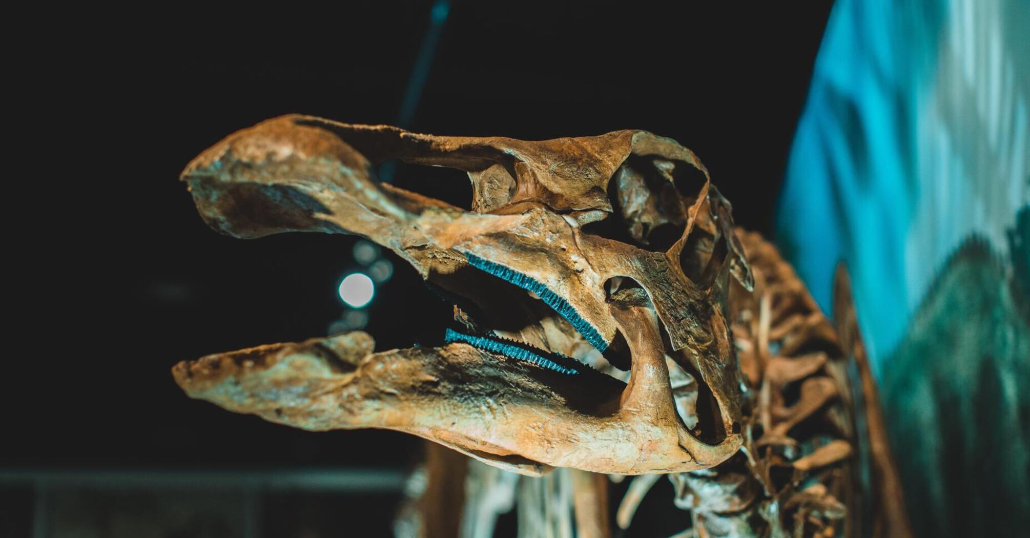 В Австралии обнаружили череп динозавра 'с особенностями', которому почти 100 миллионов лет