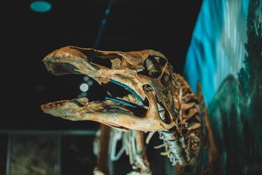 In Australia, a dinosaur skull 'with features' was found, which is almost 100 million years old