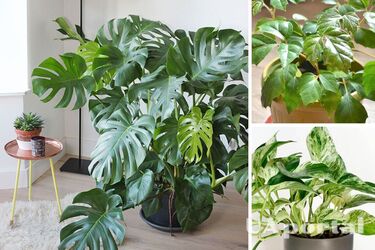 Які кімнатні рослини не можна вирощувати вдома