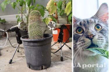 Scientists tell how plants emit ultrasound under stress