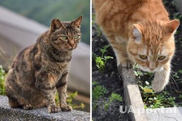 Як привчити котів ходити по городу