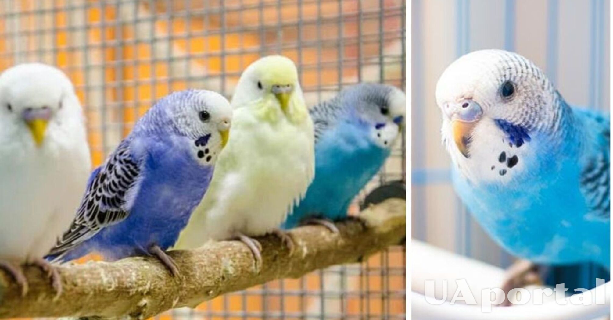 How to name a parrot so as not to regret it: Which names are better to choose
