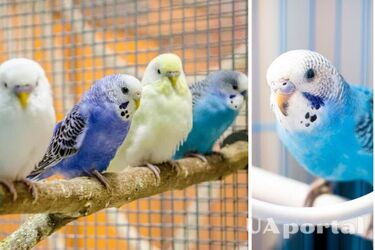 Як вибрати ім'я папугу