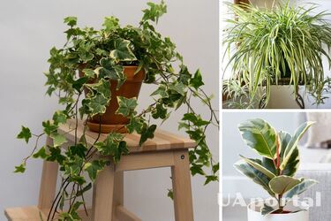 Какие комнатные растения очищают от пыли
