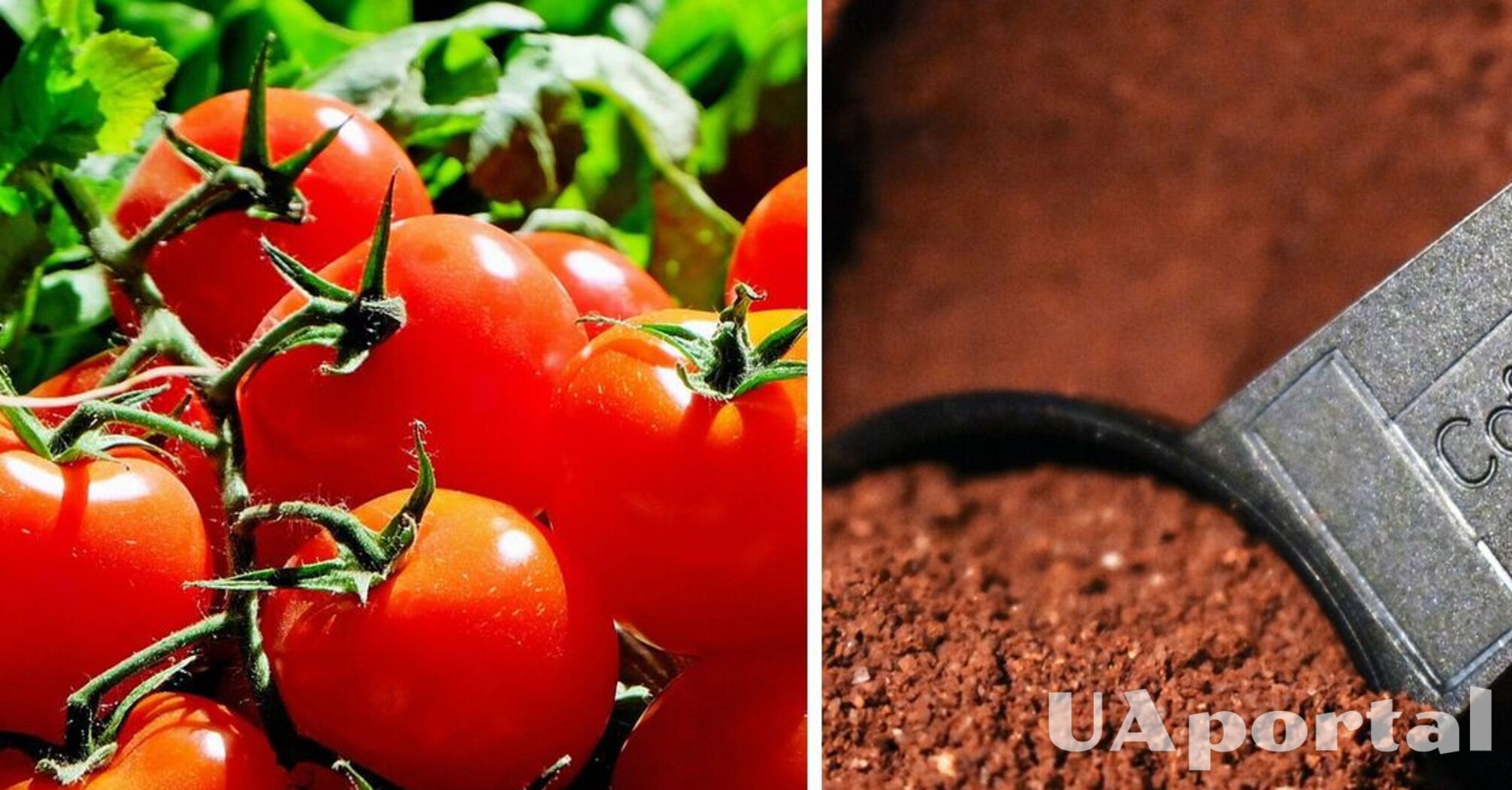 Add coffee grounds to the soil to get an unprecedented harvest of tomatoes: the secrets of summer residents
