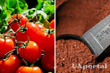 Додайте у ґрунт кавову гущу, щоб отримати небувалий врожай помідорів: секрети дачників