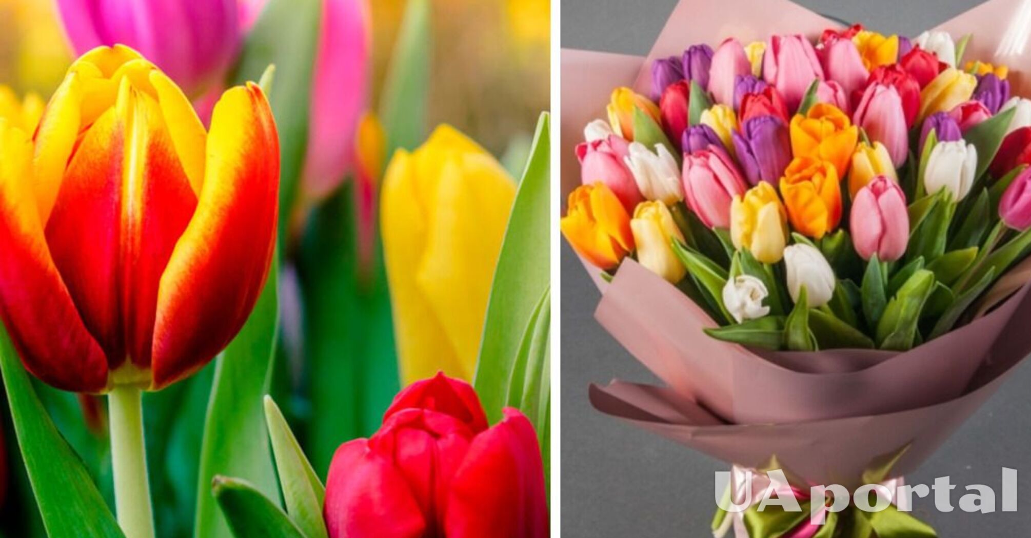 They will delight the eye for a long time: how to keep tulips fresh