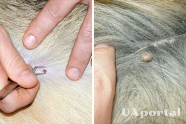 Обережно кліщі: що робити, якщо собаку вкусив кліщ