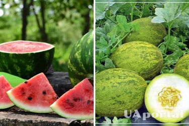 Коли висаджувати кавуни та дині у ґрунт, щоб вони вродили