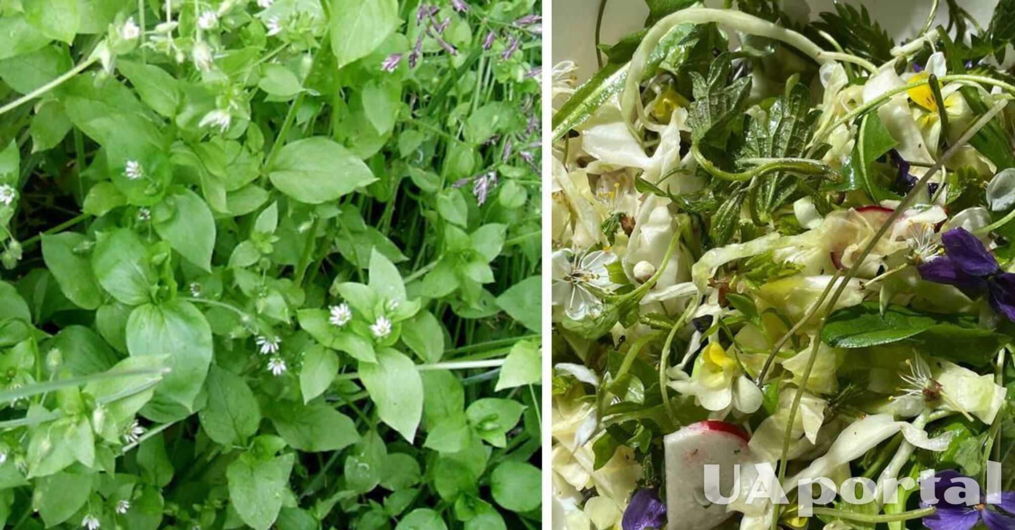 A weed that can't be thrown away: why you should use chickweed in your salad