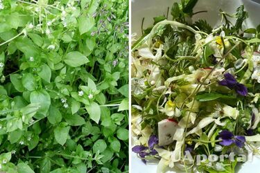 Бур'ян, який не можна викидати: чому варто використовувати мокрець у салаті