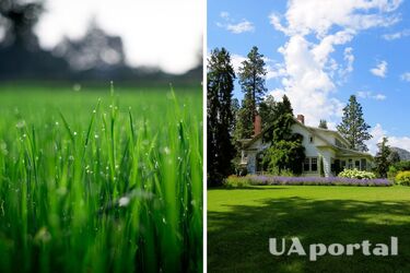 Ідеальний газон біля дому: садівники поділилися лайфхаками