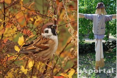 Scarecrows and shiny objects: How to scare birds away from the garden