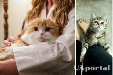 Почему кошки требуют внимания от людей