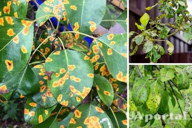 Почему появляется 'ржавчина' на листьях плодовых деревьев и как с ней бороться