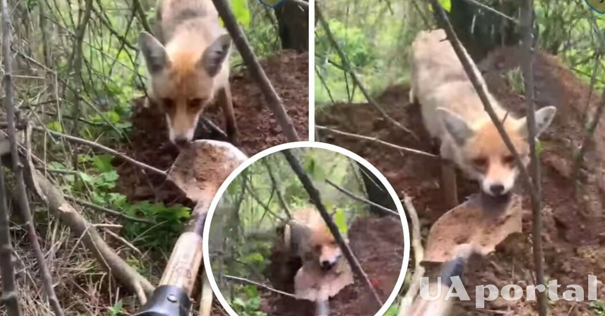Лисиця намагалася забрати лопату у бійця 110 бригади (кумедне відео)
