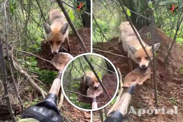 A fox tried to take a shovel from a soldier of the 110th Brigade (funny video)