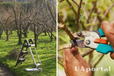Your garden will be perfect: How to properly prune trees and shrubs in spring
