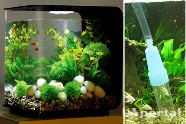 Як чистити акваріум з рибками