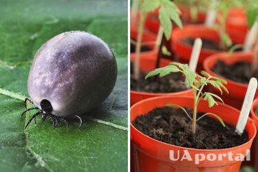 Как защитить рассаду от паутинного клеща: секреты дачников