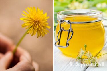 Максимум користі в одній баночці: як зварити варення з квітів кульбаби